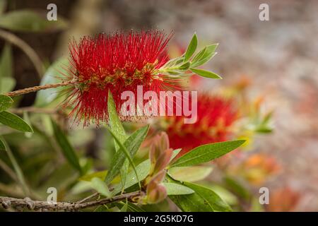 Rote Flaschenbruselblume (Myrtaceae Callistemon citrinus 'splendens') Stockfoto