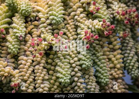 Nahaufnahme einer saftigen Pflanze mit kleinen rosa Blüten Stockfoto
