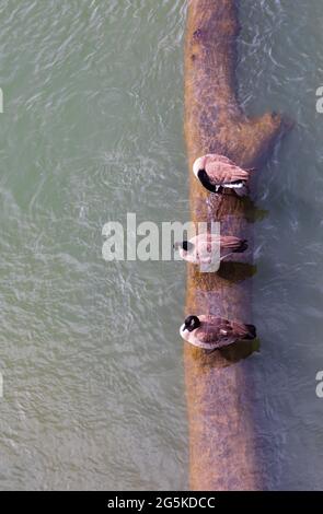 3 Kanada Gänse, Branta Canadensis, sitzend auf einem halb untergetauchten Baumstamm im Sacramento River. Von oben gesehen. Kalifornien, Vereinigte Staaten von Amerika. Stockfoto