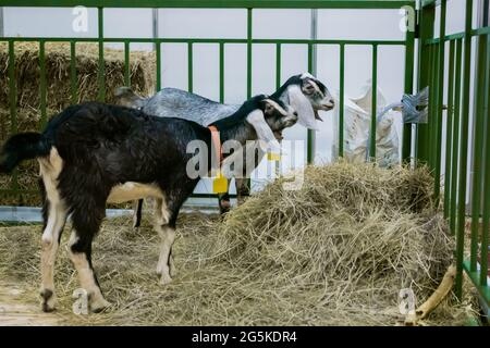 Kleine Ziegen fressen Heu auf der Landwirtschaftsausstellung, Messe Stockfoto