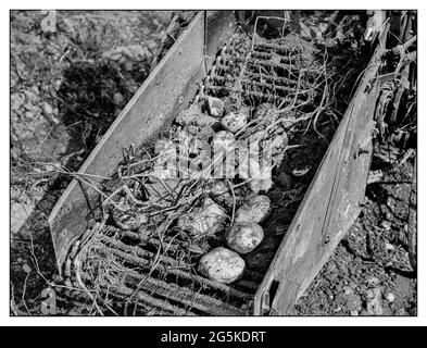 2. Weltkrieg Nahrungsmittelproduktion Sektion eines Kartoffelgräberers in Betrieb (hinten) auf einer Farm in der Nähe von Caribou, Maine Jack Delano Fotograf 1943. Okt. Vereinigte Staaten--Maine--Aroostook County--Caribou Stockfoto