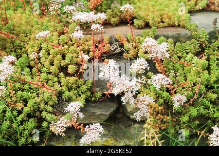 Nahaufnahme der blühenden Bodendeckenpflanze weißer Steinbrocken (sedum Album) auf Steinfelsen im deutschen Garten Stockfoto