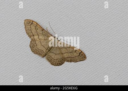 Riband Wave Moth (Idaea aversata) Stockfoto
