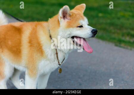 Akita sei Hund, der auf einer grauen Asphaltstraße in der Nähe eines grünen Rasens steht Stockfoto