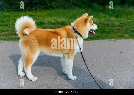 Akita sei Hund, der auf einer grauen Asphaltstraße in der Nähe eines grünen Rasens steht Stockfoto