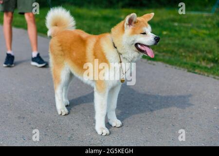 Akita sei Hund, der auf einer grauen Asphaltstraße in der Nähe eines grünen Rasens steht Stockfoto