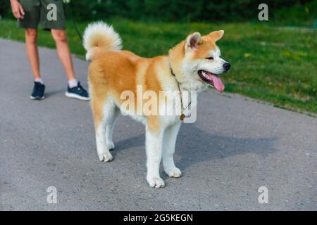 Akita sei Hund, der auf einer grauen Asphaltstraße in der Nähe eines grünen Rasens steht Stockfoto