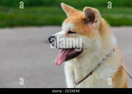 Akita Be Dog sitzt auf einer grauen Asphaltstraße in der Nähe eines grünen Rasens Stockfoto