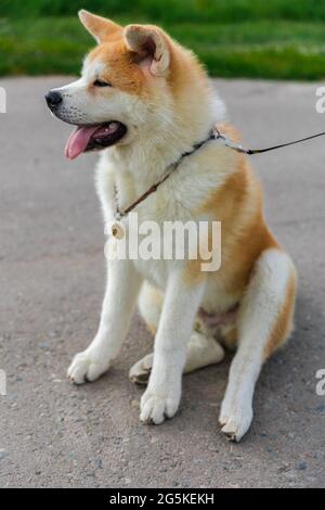 Akita Be Dog sitzt auf einer grauen Asphaltstraße in der Nähe eines grünen Rasens Stockfoto