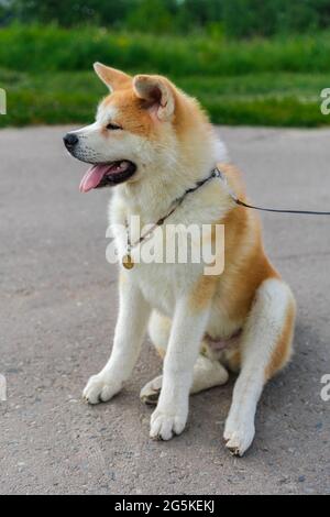 Akita Be Dog sitzt auf einer grauen Asphaltstraße in der Nähe eines grünen Rasens Stockfoto