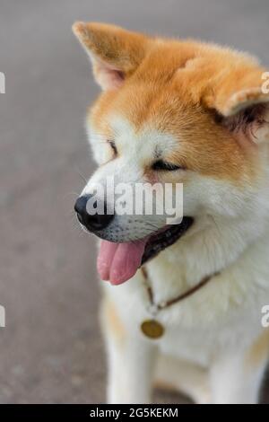 Akita Be Dog sitzt auf einer grauen Asphaltstraße in der Nähe eines grünen Rasens Stockfoto