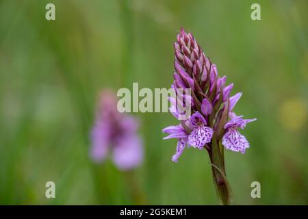 Gemeinsame wilde Orchideenhybrid. Dactylorhiza x grandis. Gewöhnliche gefleckte und südliche Sumpforchideen. VEREINIGTES KÖNIGREICH. Stockfoto