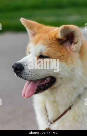 Akita Be Dog sitzt auf einer grauen Asphaltstraße in der Nähe eines grünen Rasens Stockfoto