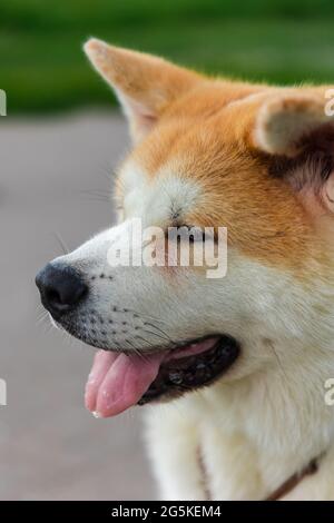 Akita Be Dog sitzt auf einer grauen Asphaltstraße in der Nähe eines grünen Rasens Stockfoto