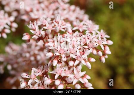 Nahaufnahme einer blühenden Bodendeckerpflanze aus weißem Steinbrock (sedum Album) im deutschen Garten Stockfoto