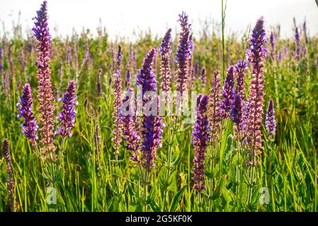 Salvia officinalis blüht. Natürlicher Hintergrund von blühenden Kräutern. Meadow Clary. Wiesensalbei, Salvia pratensis. Lila Blüten auf wilder Wiese. Stockfoto