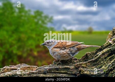 Dunnock / Heckenakzentuor (Prunella modularis / Motacilla modularis) ruft aus Stamm in ländlicher Landschaft mit Hecken Stockfoto