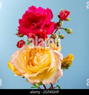 Nahaufnahme eines Straußes aus natürlichen roten und gelben Rosenblüten auf einem schlichten blauen Hintergrund.das Foto wurde in einem Studio mit künstlichem Licht und aufgenommen Stockfoto