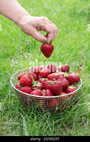 Die Hand älterer Frauen hält reife Erdbeeren über einem Korb mit Erdbeeren auf dem Gras im Freien, wächst Sommerbeeren im Hinterhof, aus der Nähe. Stockfoto