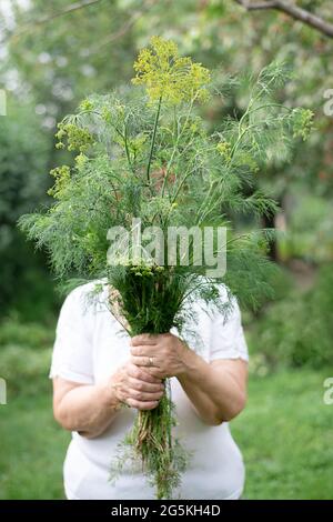 Ältere Frau, die ein großes Bündlein frischen Dillers im Garten hält, im Hinterhof ernten, aus der Nähe. Stockfoto