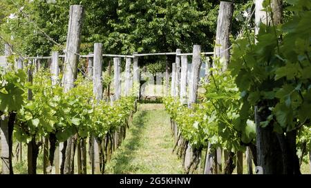 Schöne grüne Weinberge in Badacsony am Plattensee, Ungarn Stockfoto