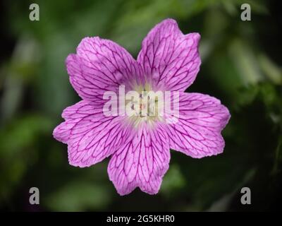 Druce-Cranesbill, Geranium x oxonianum. Garten entkommen Pflanze. Stockfoto