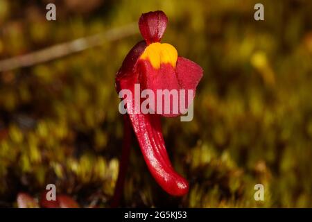 Die rote Blume der westaustralischen Bladderwurz Utricularia menziesii, ein natürlicher Lebensraum Stockfoto