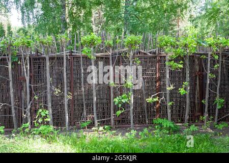 Gewebter Holzzaun EIN Holzzaun, aus Birkenzweigen gewebt, in einem üppigen grünen Wald. Geringe Schärfentiefe. Zaun Weidenbusch Stock Bilder, royalt Stockfoto