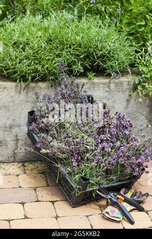 Schwarze Plastikbox mit geschnittenen Lavendelblüten sitzt auf dem Bürgersteig neben Lavendelbüschen und einer Betonmauer. Gartenscheren und Handschuhe Seite Stockfoto