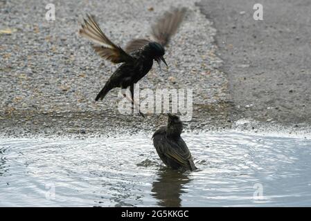 West Bay, Dorset, Großbritannien. Juni 2021. Wetter in Großbritannien. Zwei Stare kämpfen an einem warmen, bewölkten Nachmittag in einer Pfütze an der West Bay in Dorset. Bildnachweis: Graham Hunt/Alamy Live News Stockfoto