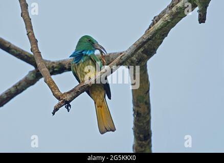 Blaubärtiger Bienenfresser (Nyctyornis athertoni athertoni), Erwachsener, der auf einem Zweig thront, kratzt am Kopf des Kaeng Krachan NP, Thailand November Stockfoto