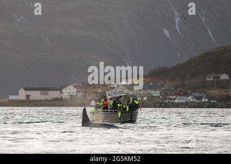 Walbeobachtung in der Nähe von Tromso, Norwegen Stockfoto