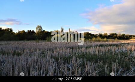 Natur Tierwelt Vögel Enten Schwäne Unkraut Skyline, Heimat der Natur Stockfoto