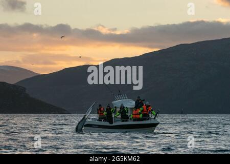 Walbeobachtung in der Nähe von Tromso, Norwegen Stockfoto
