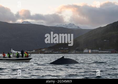 Walbeobachtung in der Nähe von Tromso, Norwegen Stockfoto
