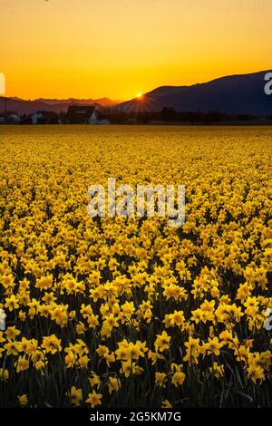 Die Sonne bricht am Dienstagmorgen, dem 13. April 2021, im Skagit Valley, Washington, über den Cascade Mountains und einem Narzissenfeld entlang der Bradshaw Road. Stockfoto