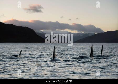 Eine Gruppe von Killerwalen (Orcinus Orca), die bei der Walbeobachtung in der Nähe von Tromso, Norwegen, gesehen werden Stockfoto