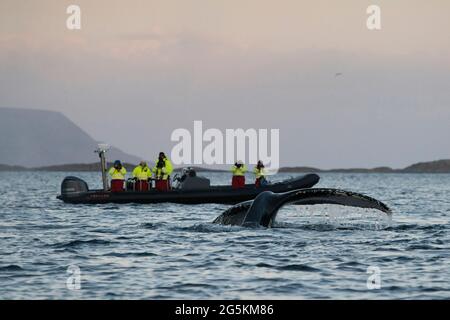 Touristen Walbeobachtung in der Nähe von Tromso, Norwegen Stockfoto