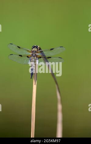 Vierfleckiger Chaser (Libellula quadrimaculata) vor einem gleichmäßig ruhigen Hintergrund Stockfoto