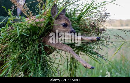 Magdeburg, Deutschland. Juni 2021. Wilko Florstedt vom Wildtierretter Sachsen-Anhalt trägt ein Rehkitz von einem Feld. Sie wurde zuvor mit einer Drohne verfolgt, die mit einer Wärmebildkamera ausgestattet war. Auf diese Weise werden Rehkitze vor dem Tod durch den Mäher großer Landmaschinen bewahrt. Nach eigenen Angaben hat der Verein Wildtierretter Sachsen-Anhalt in diesem Jahr bereits 200 Rehkitze vor einem qualvollen Tod gerettet. Quelle: Stephan Schulz/dpa-Zentralbild/ZB/dpa/Alamy Live News Stockfoto