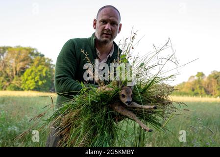 Magdeburg, Deutschland. Juni 2021. Wilko Florstedt vom Wildtierretter Sachsen-Anhalt trägt ein Rehkitz von einem Feld. Sie wurde zuvor mit einer Drohne verfolgt, die mit einer Wärmebildkamera ausgestattet war. Auf diese Weise werden Rehkitze vor dem Tod durch den Mäher großer Landmaschinen bewahrt. Nach eigenen Angaben hat der Verein Wildtierretter Sachsen-Anhalt in diesem Jahr bereits 200 Rehkitze vor einem qualvollen Tod gerettet. Quelle: Stephan Schulz/dpa-Zentralbild/ZB/dpa/Alamy Live News Stockfoto