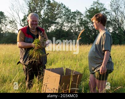 17. Juni 2021, Sachsen-Anhalt, Magdeburg: Bauer Andreas Pfanne und Christin Schmidt legen ein Rehkitz in eine Entnahmekiste. Gemeinsam mit Helfern des Vereins Wildtierretter Sachsen-Anhalt suchen die beiden ihre Felder nach Jungtieren, bevor sie das Gras mähen, damit sie sich nicht im Mäher der Landmaschinen verfangen. Die Tiere werden mit einer Drohne, die mit einer Wärmebildkamera ausgestattet ist, verfolgt. Der Verein Wildtierretter Sachsen-Anhalt e.V. sagt, er habe in diesem Jahr bereits 200 Rehkitze vor dem Tod durch Landmaschinen gerettet. Foto: Stephan Schulz/dpa-Zentralbild/ZB Stockfoto