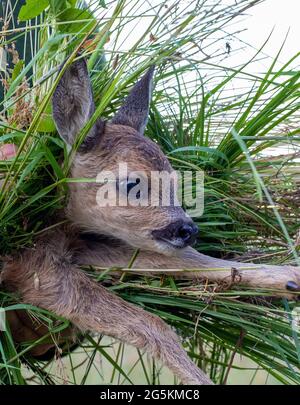 Magdeburg, Deutschland. Juni 2021. Wilko Florstedt vom Wildtierretter Sachsen-Anhalt trägt ein Rehkitz von einem Feld. Sie wurde zuvor mit einer Drohne verfolgt, die mit einer Wärmebildkamera ausgestattet war. Auf diese Weise werden Rehkitze vor dem Tod durch den Mäher großer Landmaschinen bewahrt. Nach eigenen Angaben hat der Verein Wildtierretter Sachsen-Anhalt in diesem Jahr bereits 200 Rehkitze vor einem qualvollen Tod gerettet. Quelle: Stephan Schulz/dpa-Zentralbild/ZB/dpa/Alamy Live News Stockfoto