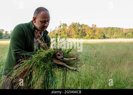 Magdeburg, Deutschland. Juni 2021. Wilko Florstedt vom Wildtierretter Sachsen-Anhalt trägt ein Rehkitz von einem Feld. Sie wurde zuvor mit einer Drohne verfolgt, die mit einer Wärmebildkamera ausgestattet war. Auf diese Weise werden Rehkitze vor dem Tod durch den Mäher großer Landmaschinen bewahrt. Nach eigenen Angaben hat der Verein Wildtierretter Sachsen-Anhalt in diesem Jahr bereits 200 Rehkitze vor einem qualvollen Tod gerettet. Quelle: Stephan Schulz/dpa-Zentralbild/ZB/dpa/Alamy Live News Stockfoto