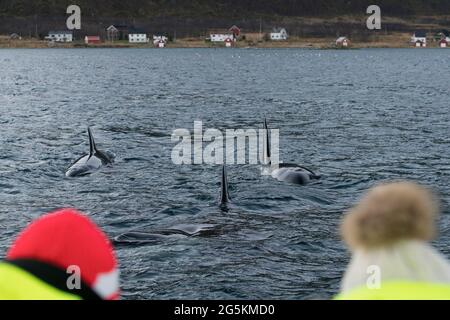 Eine Gruppe von Killerwalen (Orcinus Orca), die bei der Walbeobachtung in der Nähe von Tromso, Norwegen, gesehen werden Stockfoto