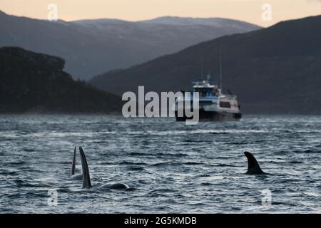 Eine Gruppe von Killerwalen (Orcinus Orca), die bei der Walbeobachtung in der Nähe von Tromso, Norwegen, gesehen werden Stockfoto