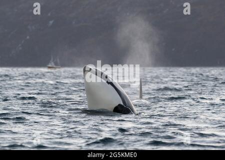 Orcas sahen Spionage-Hopping auf einer Walbeobachtungstour in der Nähe von Tromso, Norwegen Stockfoto