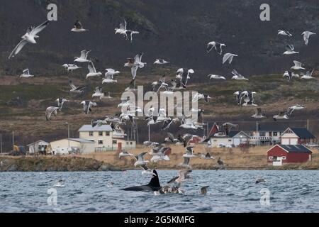 Eine Schar von Möwen, die die Fressorcas in einem Fjord in der Nähe von Tromso, Norwegen, umgeben Stockfoto