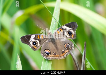 Buckeye Schmetterling im Gras, Rückansicht Stockfoto