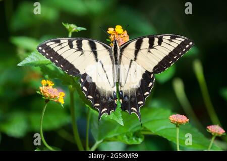 Nahaufnahme des Schwalbenschwanzschmetterlings des östlichen Tigers Stockfoto